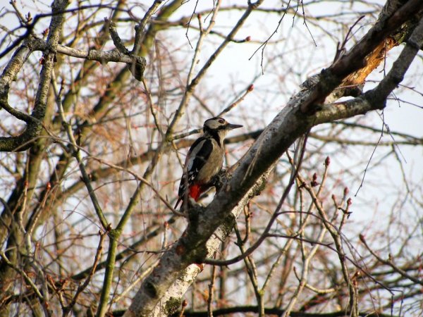 Дятел санитар леса