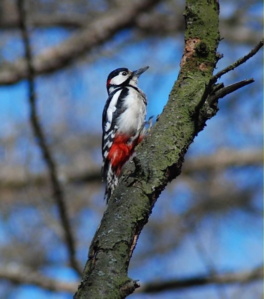 Дятел Лесной