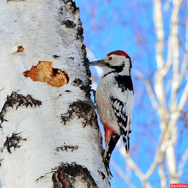 Голубой дятел