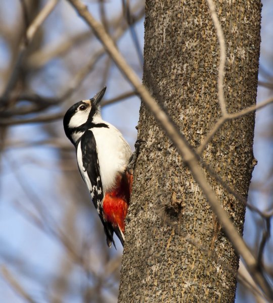 Дятел Весна