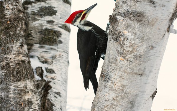 Дятел клюет