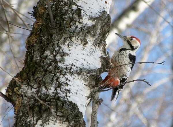 Дятел на Березе