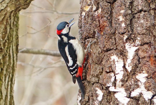 Дятел на Березе