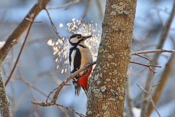 Много Дятлов на дереве