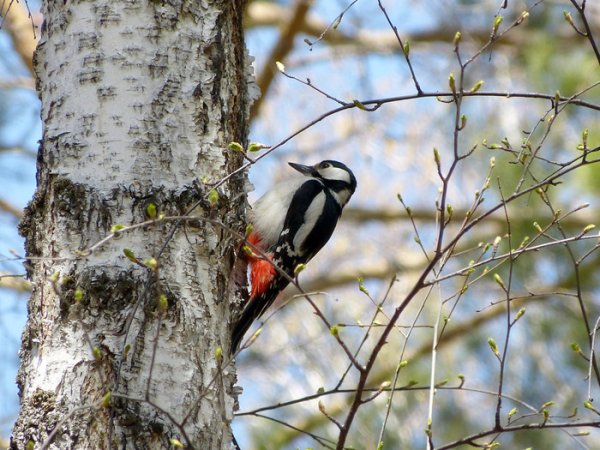 Весенний дятел