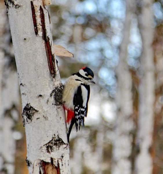 Дятел на Березе