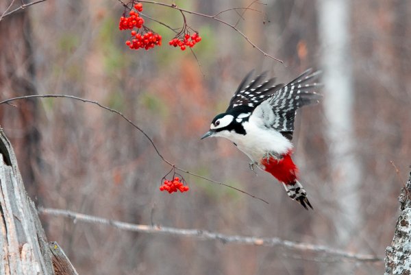 Птичка на Березе