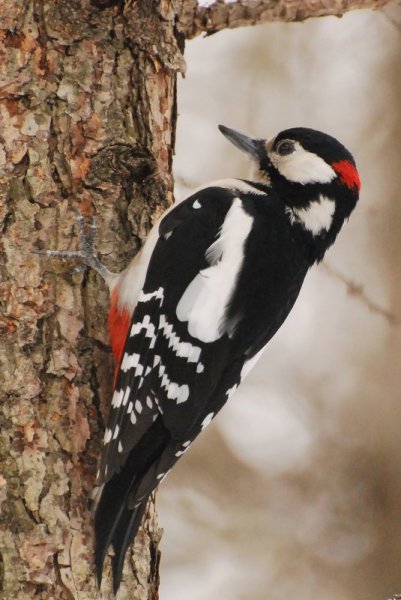 Птицы в лесу ранней весной