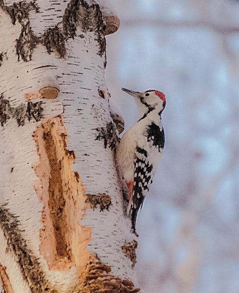 Птицы в весеннем лесу