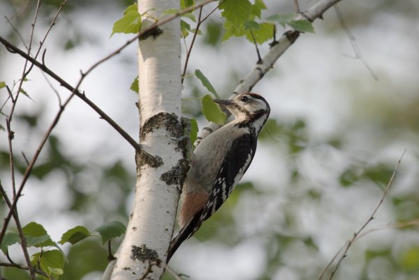 Дятел зимующая птица