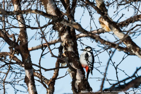 Лесные птицы Ульяновской области