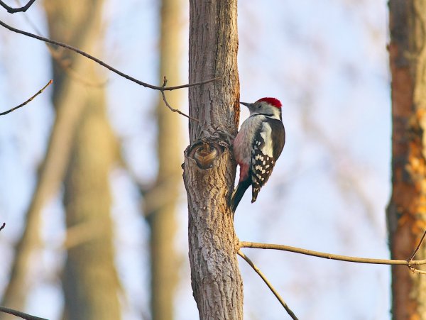 Птицы в весеннем лесу
