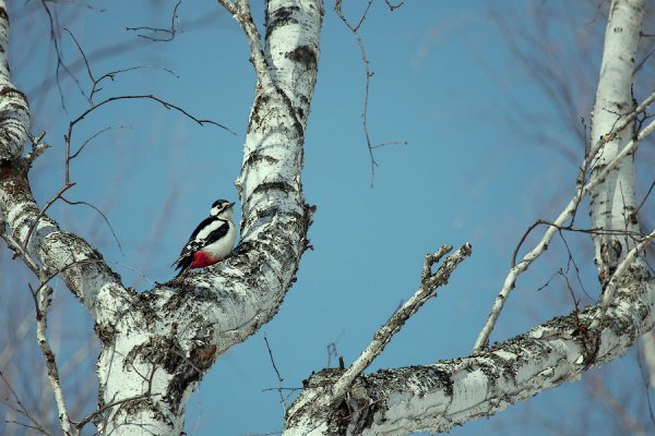 Дятел красивый