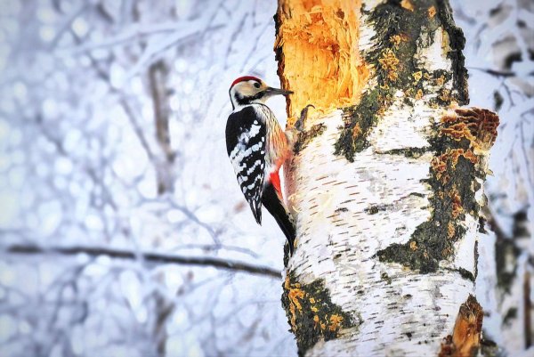 Дятел на стволе