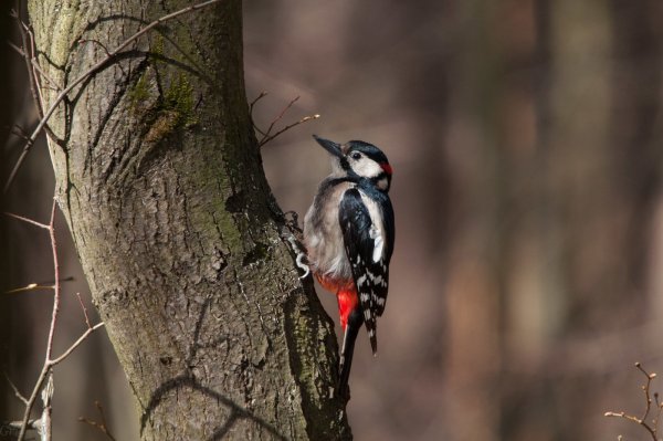 Дятел ест насекомых