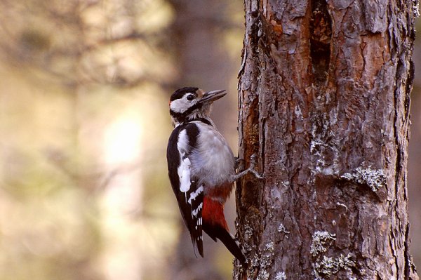Дятел в Битцевском лесу