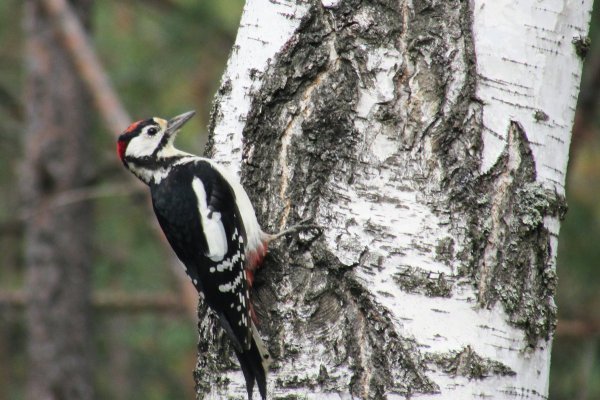 Дятел в Сосновом Бору