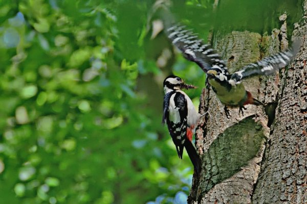 Пуховковые дятлы