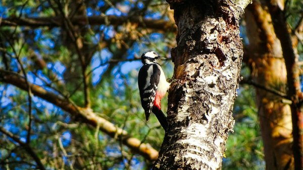 Дятел санитар леса