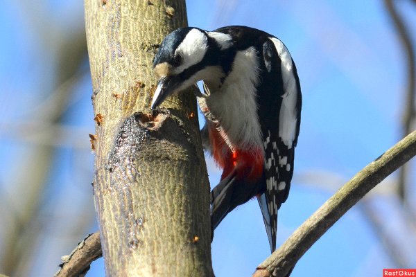 Сибирский Таежный дятел
