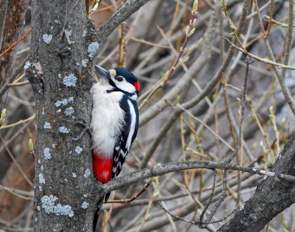 Дятел и белка