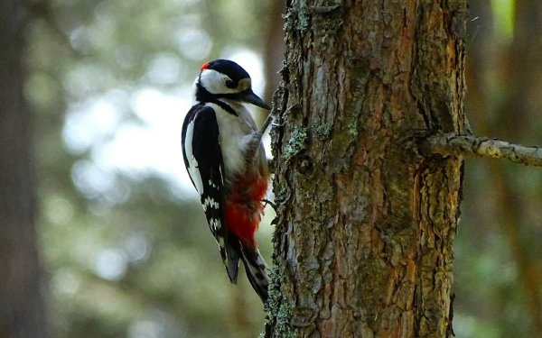 Дятел на сосне