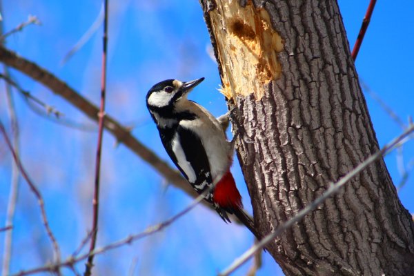 Подолбы Дятлов