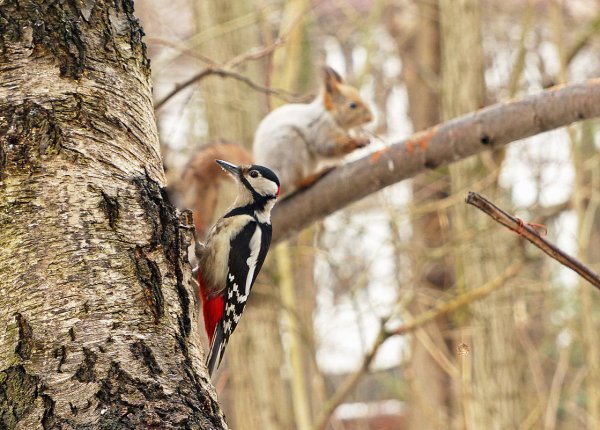 Дятел красноголовик
