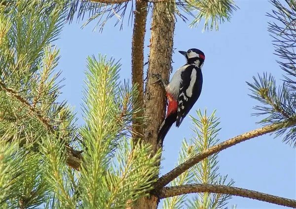 Наблюдение за дятлом весной