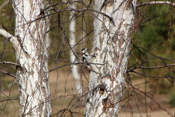 Дятел на Березе