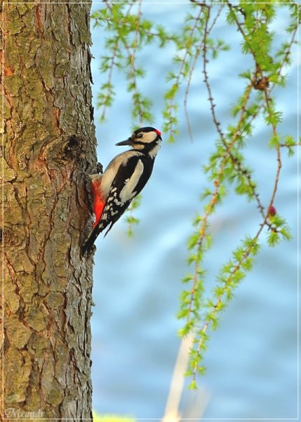 Дятел на сосне