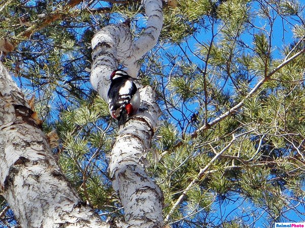 Дятел на дереве в лесу