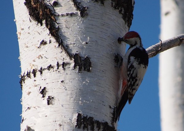 Птицы Урала дятел