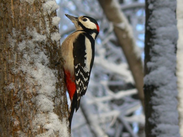 Дятел доктор леса