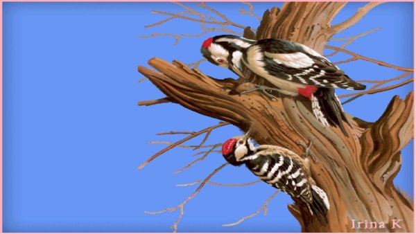 Дятел на дереве