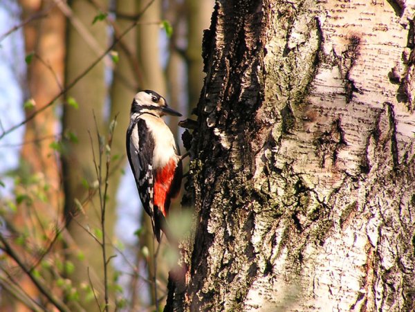 Птицы Теллермановского леса
