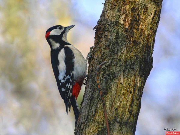 Дятел на дереве зимой