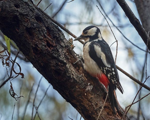Большой пёстрый дятел зимой