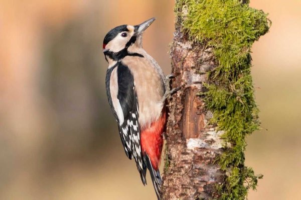 Дятел на дереве вдалеке
