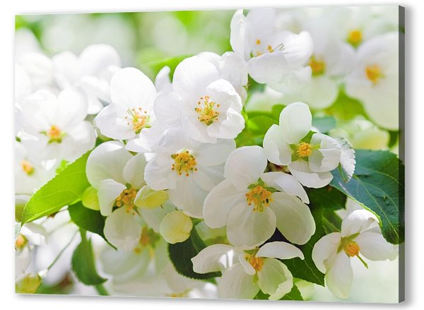 Первоцветы крокусы