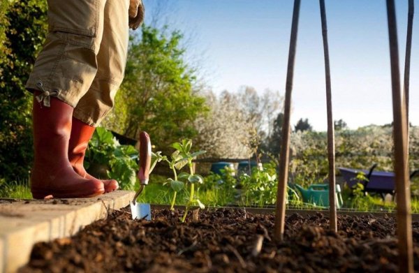 Огород рассада