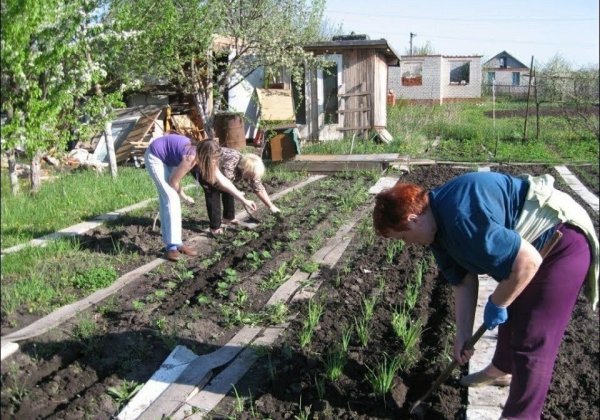 День дачника