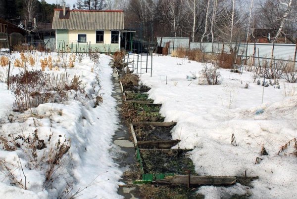 Побелка деревьев в марте