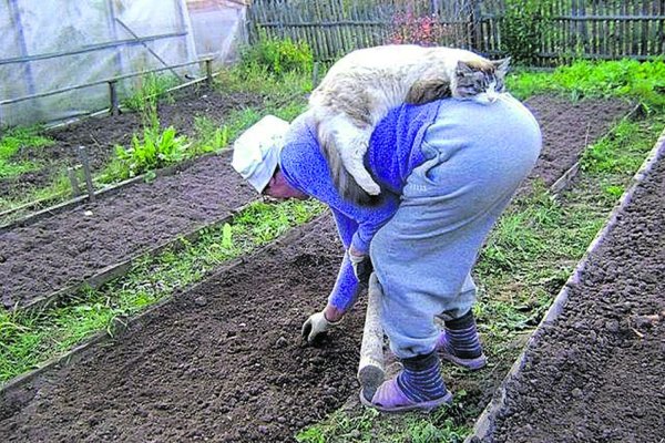 Работа в огороде