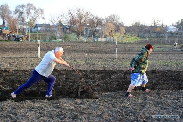 Цветы в огороде