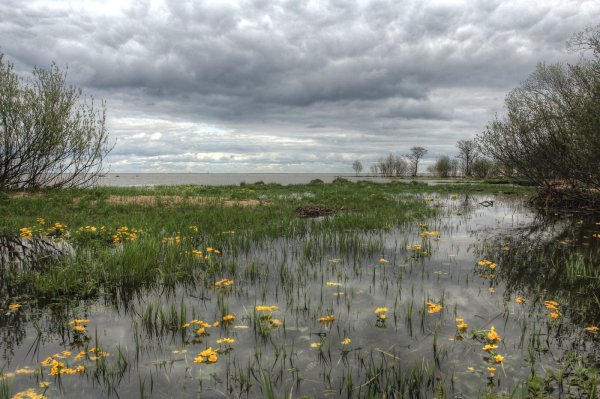 Пасмурная природа