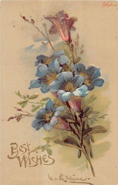 Катарина Кляйн незабудки