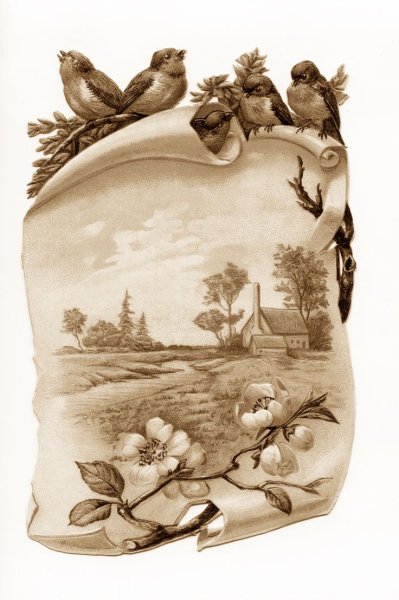 Винтажные открытки с птичками