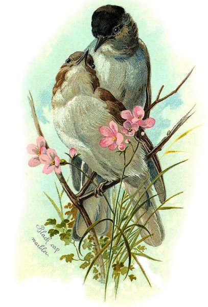 Винтажные птицы