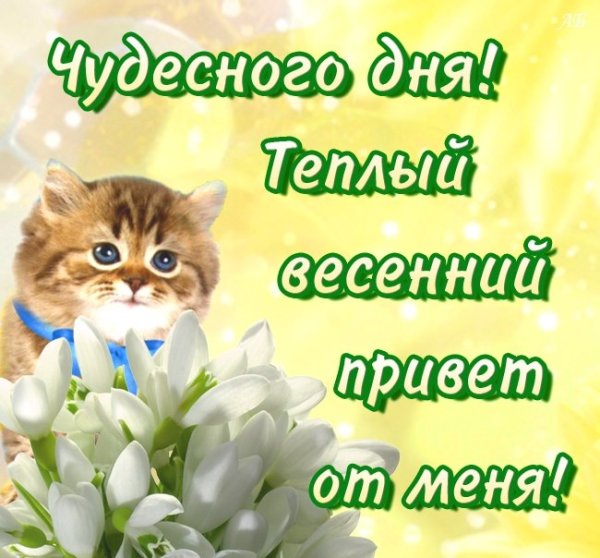 Котики с пожеланиями счастья